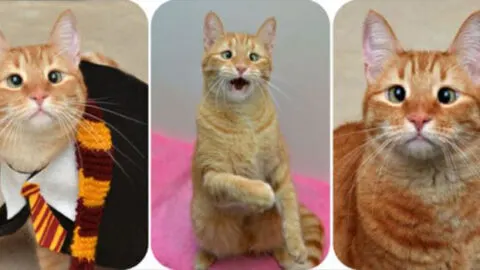 The Remarkable Transformation of Jarvis: From Abandoned Cross-Eyed Cat to Cherished Companion