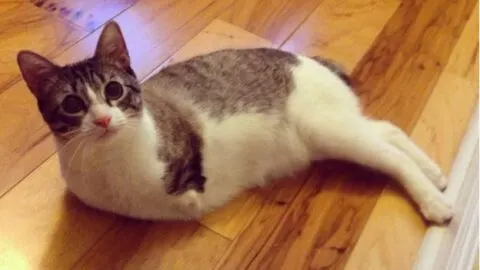 The Story of Roux: Cherished Two-Legged Bunny-Cat