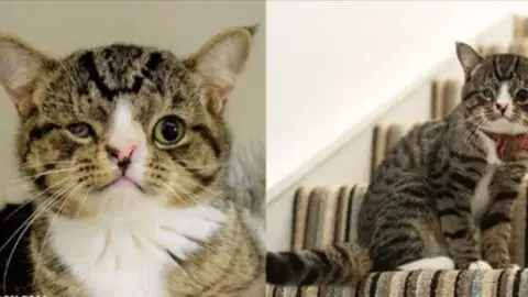 The Touching Story of a Special Needs Cat Who Found Love and Care with a Devoted Social Worker for Children with Disabilities