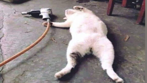 The Tough Life of Cats 😂