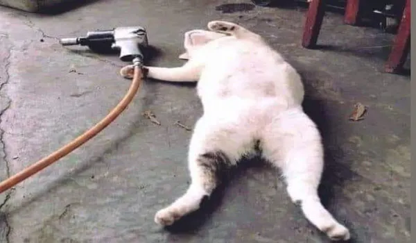 The Tough Life of Cats 😂