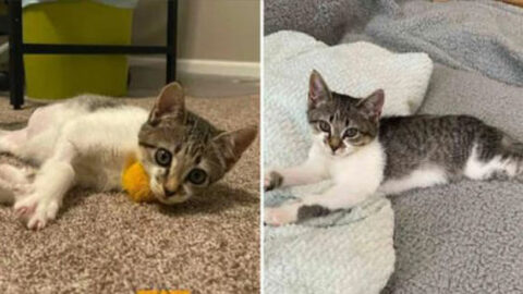 The Unstoppable Journey of a Three-Legged Cat: A Tiny Feline with a Huge Zest for Life
