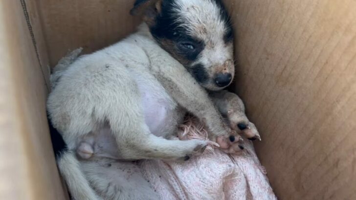 The puppy was too young to be separated from her mother