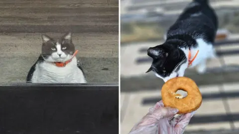 This Chubby Cat Takes Charge at a South Carolina Bakery, Making Sure He Gets the First Donuts