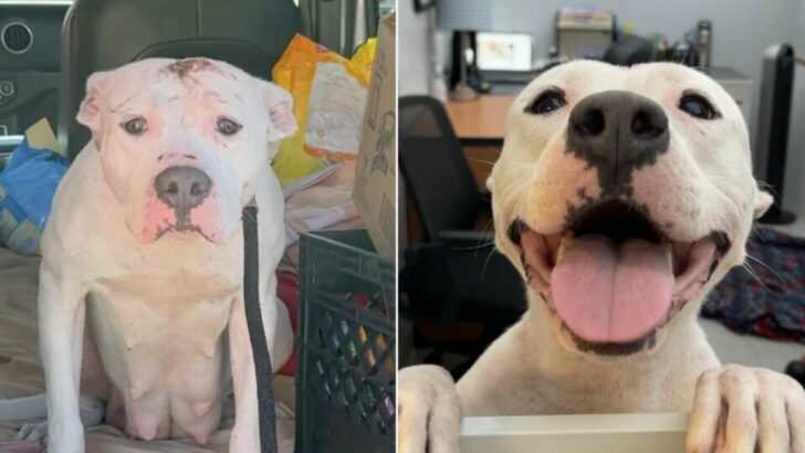 This unfortunate mother was discovered fighting for survival with her puppies in an abandoned backyard, far removed from any decent living conditions