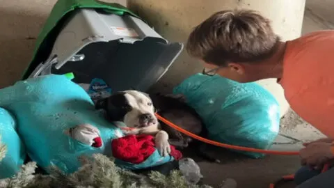 Tiny Puppy Found Hidden in Trash Under the Highway Leaves Rescuers in Utter Shock