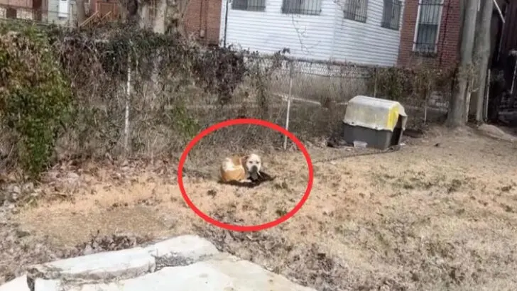 To their shock, an endearing dog who had clearly been a cherished family pet was found abandoned, chained to a doghouse with a trough of frozen water
