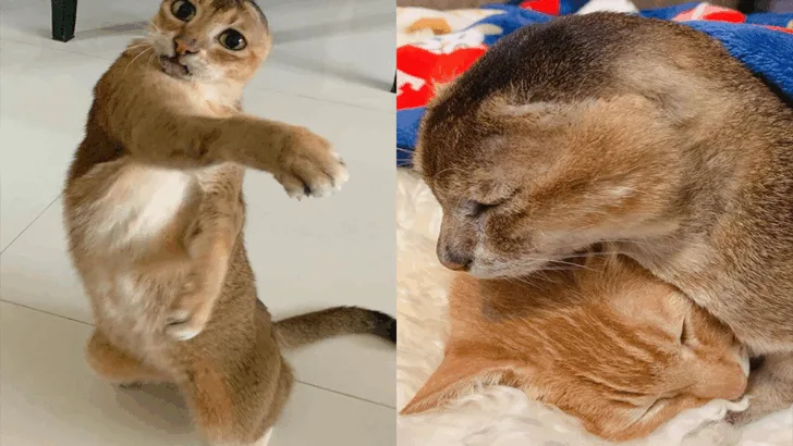 Touching Moment: Earless Cat Finds a Permanent Home and a Lifelong Friend