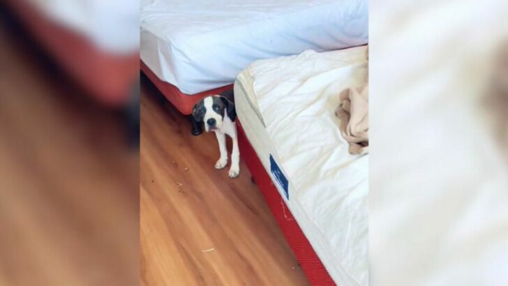 Tragic Surprise Awaits Motel Housekeeper in a Vacated Room
