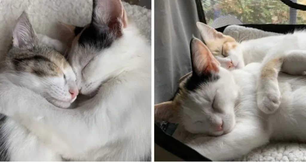 Two Kittens Rescued from a Parking Lot Remain Inseparable
