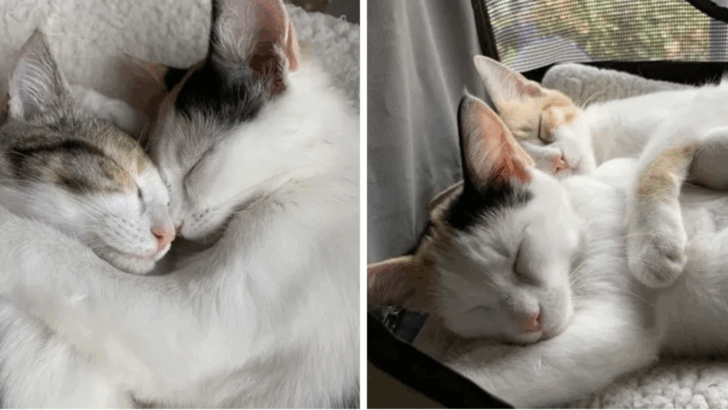 Two Kittens Rescued from a Parking Lot Remain Inseparable