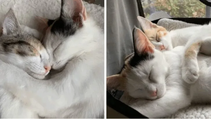 Two Kittens Rescued from a Parking Lot Remain Inseparable
