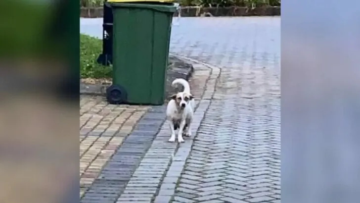 Unfortunate mother dog was left alone to struggle for survival, pleading with anyone for even a small amount of food to get by