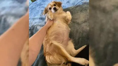 Veterinarian Confirms Foster Dog Isn’t Pregnant, but Then Delivers Unexpected News