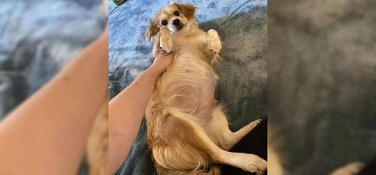 Veterinarian Confirms Foster Dog Isn't Pregnant, but Then Delivers Unexpected News