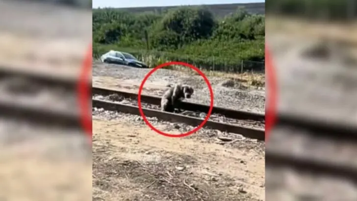 Woman Rescues Scared Pit Bull Found Roaming by Train Tracks
