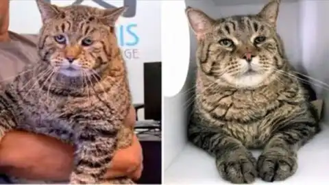 World’s Fattest Cat Searches for a Caring New Owner