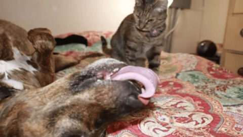 14-Year-Old Dog and Cat Best Friend Share a Unique Nightly Ritual