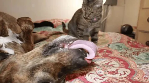 14-Year-Old Dog and Cat Best Friend Share a Unique Nightly Ritual