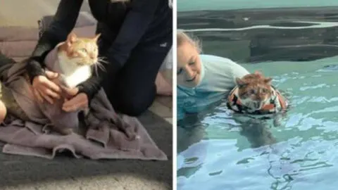 30-Pound Overweight Cat is Surrendered and Given Water Therapy to Improve His Health