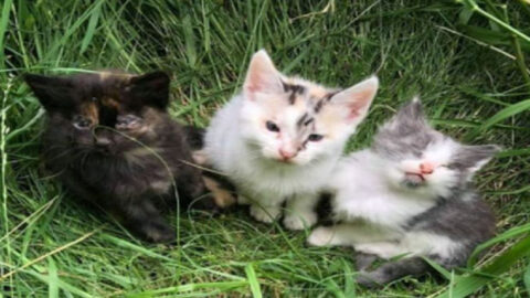 A Homeless Cat Guides Rescuers to Her Three Vulnerable Kittens