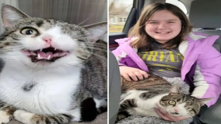 A One-Eyed, One-Nostril Cat Finally Discovers a Home to Call His Own