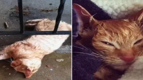 A Stray Cat Found Frozen on a Porch is Nurtured Back to Health by a Caring Science Teacher