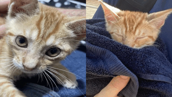 A Tiny Kitten Found in a Bus Engine Changes a Man’s Life