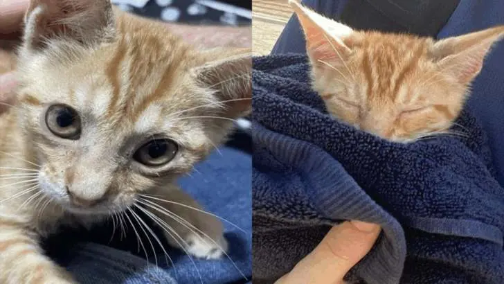 A Tiny Kitten Found in a Bus Engine Changes a Man’s Life