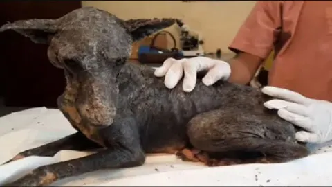 A Touching Tale: Rescuing a Neglected Dog Overlooked Due to Health and Looks