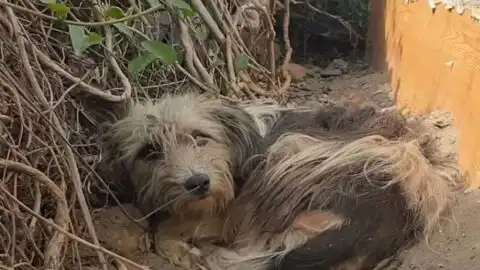 Abandoned Dog Remains on the Doorstep of Former Home, Wishing for a Reunion with Her Owners
