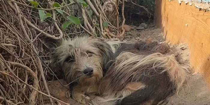 Abandoned Dog Remains on the Doorstep of Former Home, Wishing for a Reunion with Her Owners