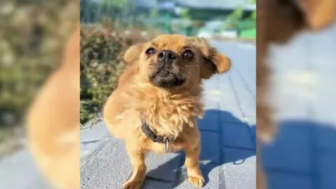 Abandoned Dog with Enlarged Belly Chases After Owner’s Car After Being Cruelly Discarded