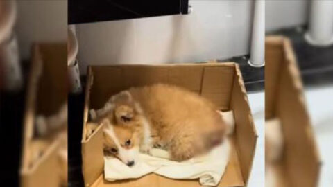 Abandoned, Sick Puppy Discovered at a Construction Site Now Travels the World with an Adorable Smile