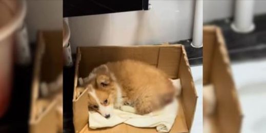 Abandoned, Sick Puppy Discovered at a Construction Site Now Travels the ...