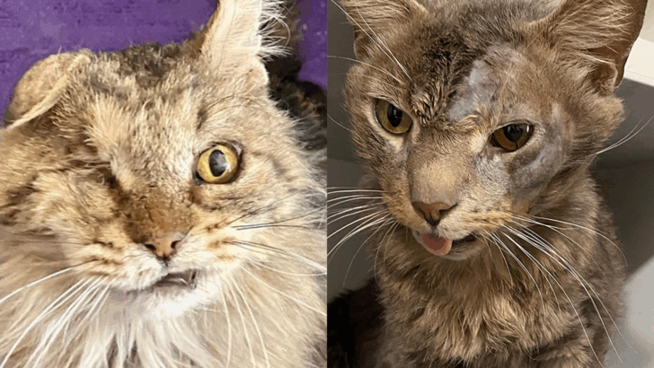 Abandoned and Overlooked, Senior Cat Earl Finds a New Lease on Life at a Special Needs Sanctuary