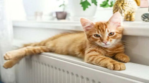 Adorable Ginger Kitten with Amber Eyes Lounging on a Cozy Radiator, Close-Up