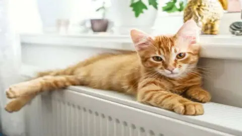Adorable Ginger Kitten with Amber Eyes Lounging on a Cozy Radiator, Close-Up