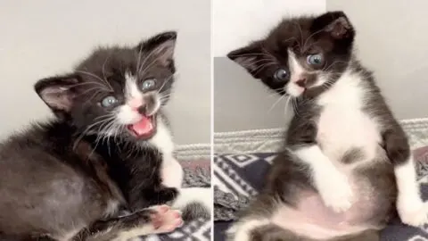 Adorable Tuxedo Kitten Barry, Rescued and Ready to Share His Belly on OnlyFans!