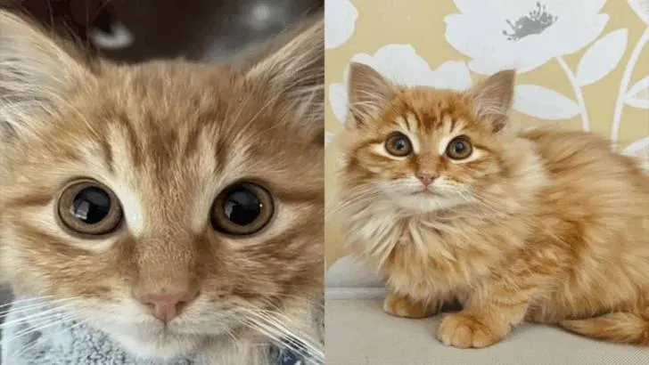 After 20 Days of Freedom, a Shy Kitten Is Rescued and Experiences a Life-Changing Transformation in Just One Day