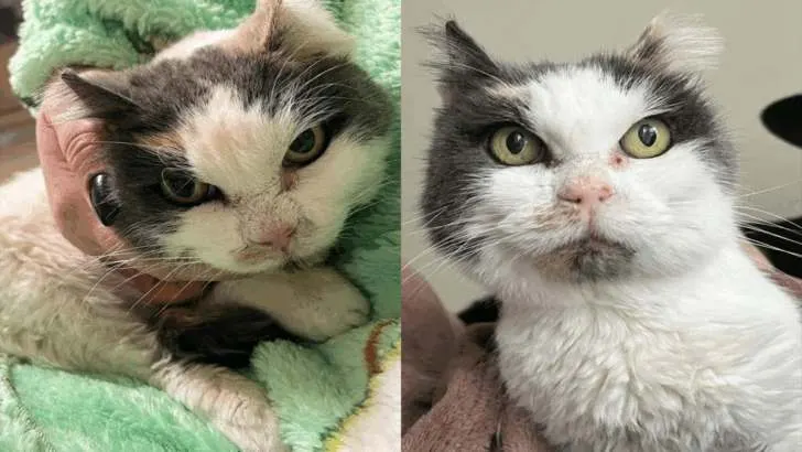 After a Decade of Wandering, Stray Cat Discovers a Home Where She Feels So Secure She Sleeps While Drooling