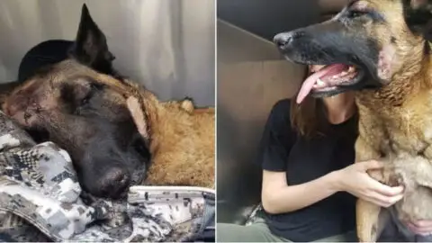 Belgian Malinois Eva Defends Her Human from a Mountain Lion