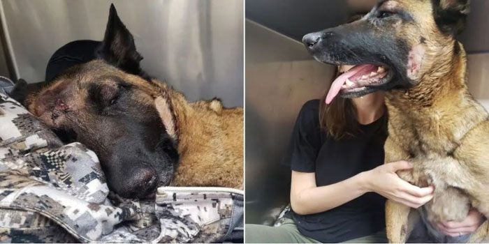 Belgian Malinois Eva Defends Her Human from a Mountain Lion