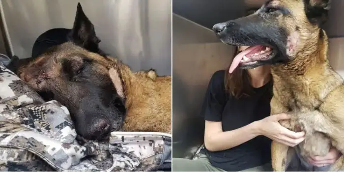 Belgian Malinois Eva Defends Her Human from a Mountain Lion