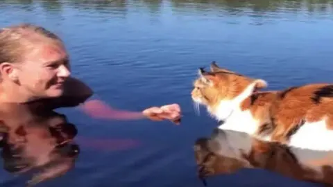 Brave Calico Maine Coon Makes Her First Dive, Creating an Unforgettable Memory