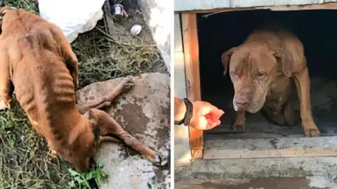 Brave Paralyzed Dog Makes a Heroic Crawl from Under a Derelict Home to Reach a Rescuer