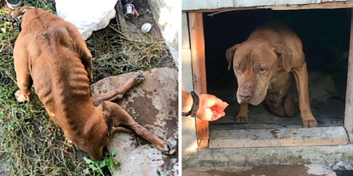 Brave Paralyzed Dog Makes a Heroic Crawl from Under a Derelict Home to Reach a Rescuer