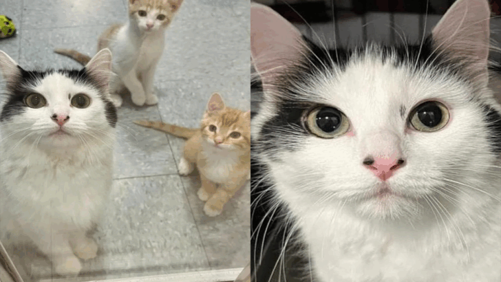 Cat Caring For Her Own Kittens And Nine Others Gets Her Wish Come True After 99 Days