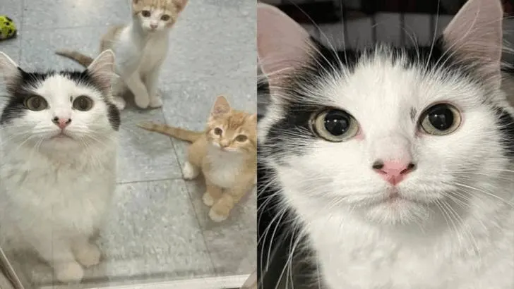 Cat Caring For Her Own Kittens And Nine Others Gets Her Wish Come True After 99 Days