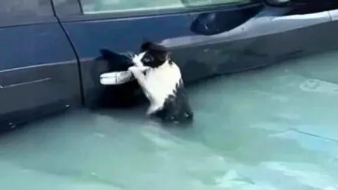 Cat Grips Car Door in a Bid to Stay Safe from Flooding
